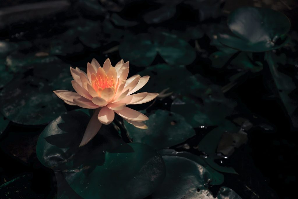 fleur de lotus
